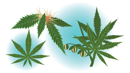 Cannabis Plant