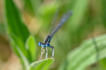 Damselfly eating bug