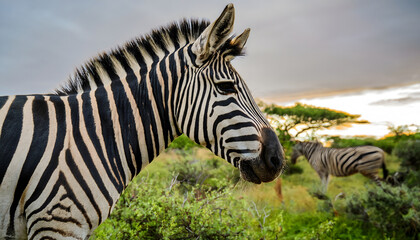 Wildlife Portrait: Zebra in Tall Grass
