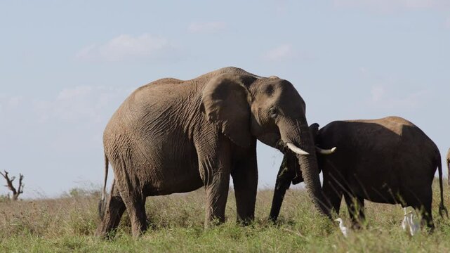 Wide gimbal parallax of African Bush Elephants (Loxodonta africana) grazing next to a Cattle Egret under hot midday sun in Kenya 