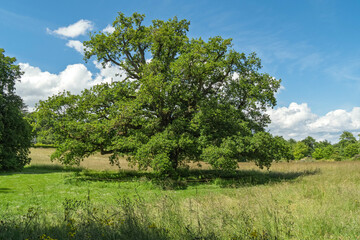 Obraz premium Chêne majestueux au cœur de la nature