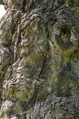 Vieux tronc d’arbre mort – Texture bois brut en plein cadre