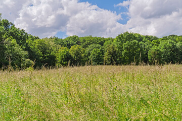 Obraz premium Champ printanier d’herbe fraîche et de fleurs pour le pâturage