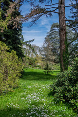 Jeu de lumière et couleurs dans le sous-bois au printemps