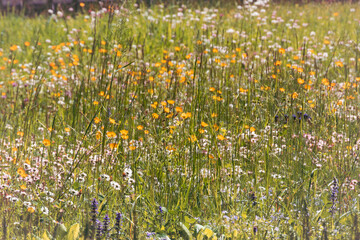 Joli champ d’herbes et de fleurs fraîches au printemps