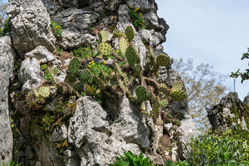 Cactus dans un jardin de rocaille ensoleillé