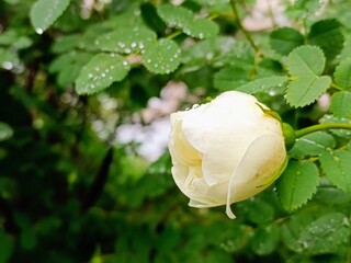 White rose with drops of dew on a green background in the garden