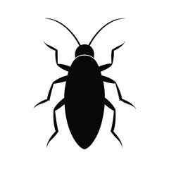 black beetle isolated on white background