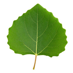 Naklejka premium Aspen tree leaf with transparent background