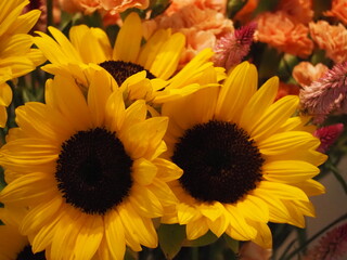 ヒマワリ　ビンセントネーブル