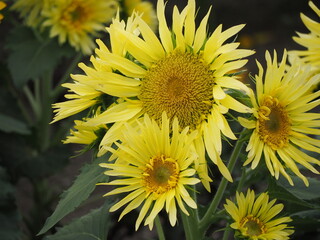 ヒマワリ　キューティーレモン