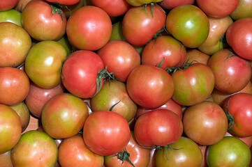 tomato 토마토