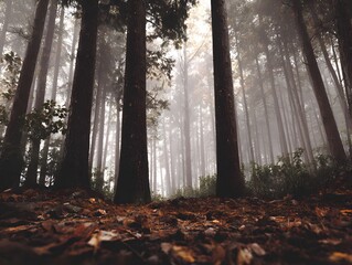 autumn forest in the fog