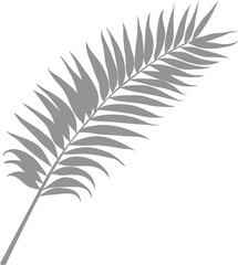 Grey Palm Leaf shilluation illustration with natural design elements on isolated background.