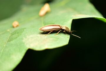 Gray click beetle, sitting on a green leaf, side view.