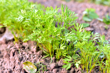 Green carrot shoots in a garden bed.