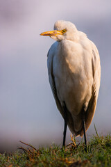Western cattle egret (Bubulcus ibis) with neck retracted.