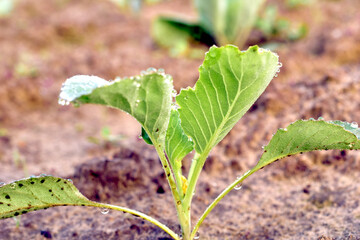 Green cabbage shoots in a garden bed.