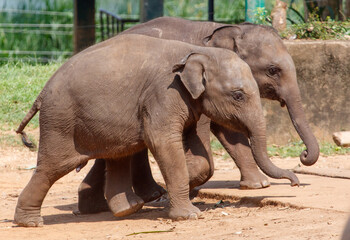 Naklejka premium Two baby elephants walking in a zoo enclosure