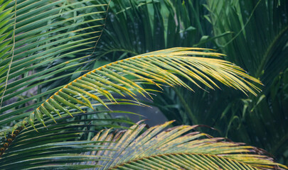 A palm tree with a yellow leaf