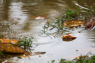 A puddle of water with leaves floating on top