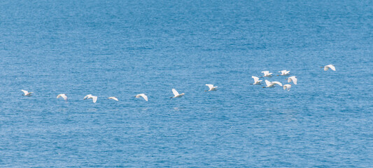 A flock of birds flying over the ocean