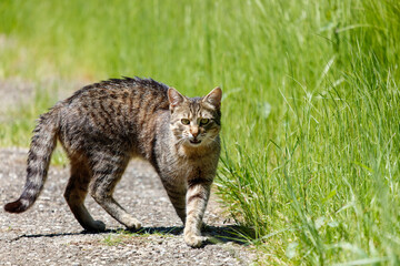 A cat is walking on a road and looking at the camera