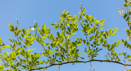 A tree with green leaves is in the sky