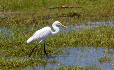 A white bird is walking through a wet grassy area