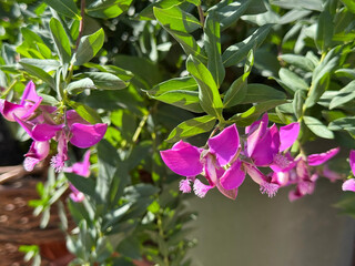 Polygala myrtifolia is Myrtle-leaf Milkwort, September Bush, Cape Milkwort flowering plant.