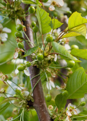 A tree with green leaves and white flowers