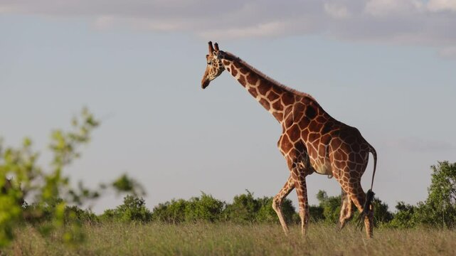 Very wide gimbal tracking of solitary Reticulated giraffe (Giraffa c. reticulata) walking in savannah in morning in Kenya
