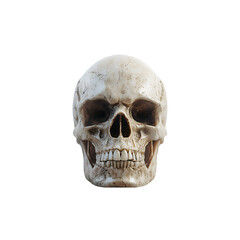 Realistic Human Skull on transparent background Depicting Mortality, Anatomy, and Halloween.