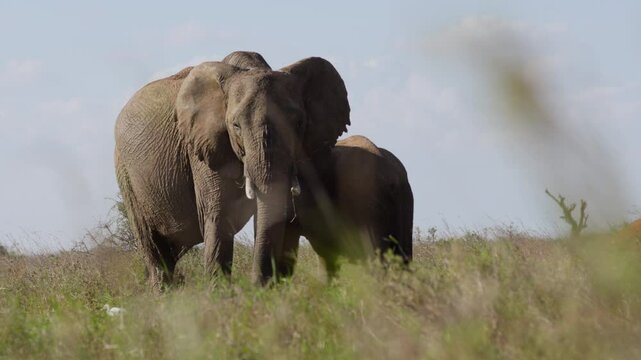 Wide gimbal parallax of a pair of African Bush Elephants (Loxodonta africana) grazing next to a Cattle Egret under hot midday sun in Kenya 