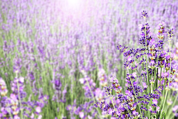 Purple lavender flowers on sunny beautiful nature spring background. Summer scene with fresh lavandula flower. Blooming lavender field. A field of lavender in full bloom. Picturesque summer nature