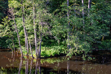 Lake in a lush green deciduous forest a sunny summer day