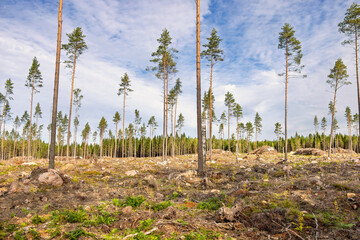 Clearcutting with pine seed trees in the summer