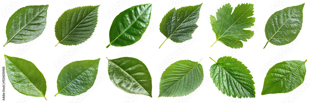 Poster various green leaves collection for natural backgrounds, textures, and design element use in creativ
