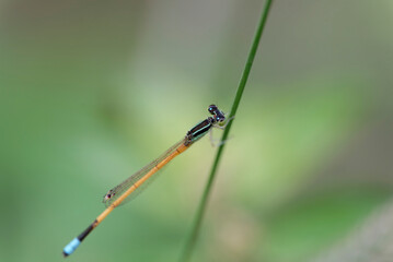 Close up of Damselfly