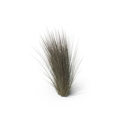 Fototapeta premium Ornamental Grass Tuft Isolated on Transparent Background