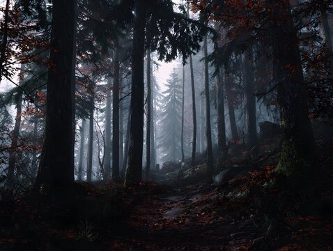Misty forest path in autumn