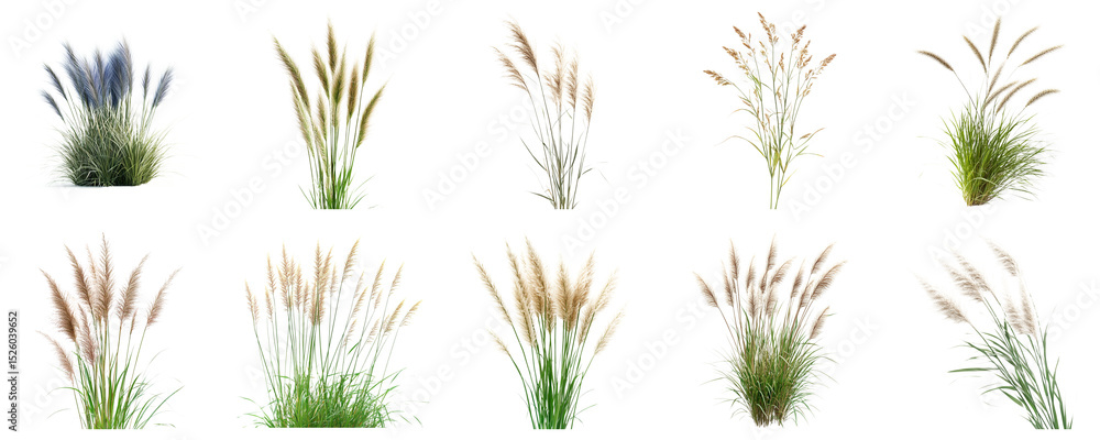 Poster varieties of ornamental grasses isolated on white background for landscaping and design projects. la