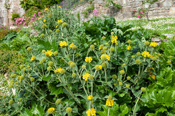 Jerusalem Sage (Phlomis fruticosa) blooming in a garden setting. Rose Garden in Florence, Italy