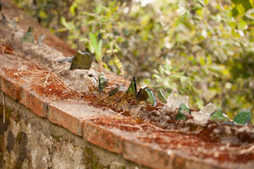 An old, protective red brick wall in the Rose Garden, Florence, Italy, embedded with broken glass shards to deter unwanted intruders from entering the garden.