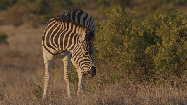 4K 30fps footage of a plains zebra (Equus quagga) grazing peacefully on grass in Addo Elephant National Park, Eastern Cape, South Africa. Perfect for wildlife, nature, and safari projects.