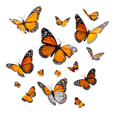 butterflys flying pose isolated on white background