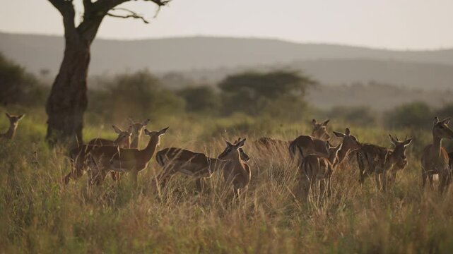 Wide gimbal parallax of herd of Impalas (Aepyceros melampus) grazing in grassland savannah with tree in background in sunrise in Kenya