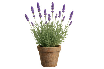 Obraz premium Lavender blooming in terracotta planter, purple blossoms against transparent backdrop