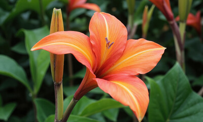 Canna Lily (Canna indica) A tropical plant with large, bold flowers in vibrant shades of red, orange, yellow, and pink.