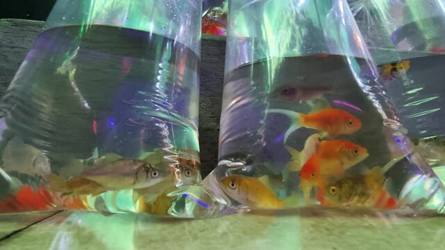 fish life in plastic bag